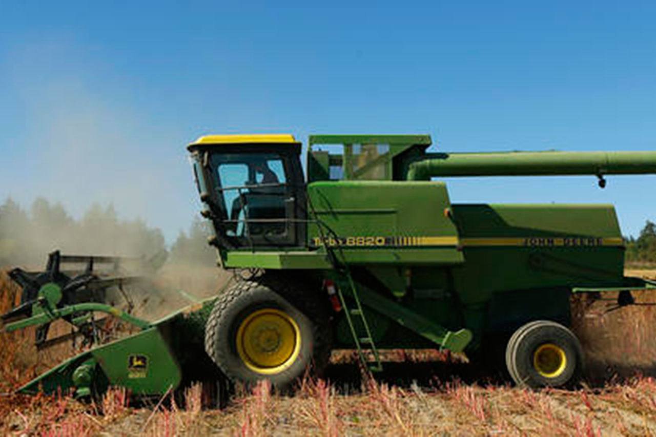 Cultivan cereal Andino en Washington