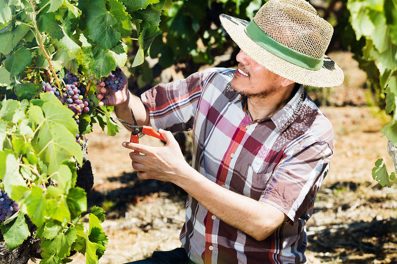 Viñedo de hijo de Trump busca más trabajadores extranjeros