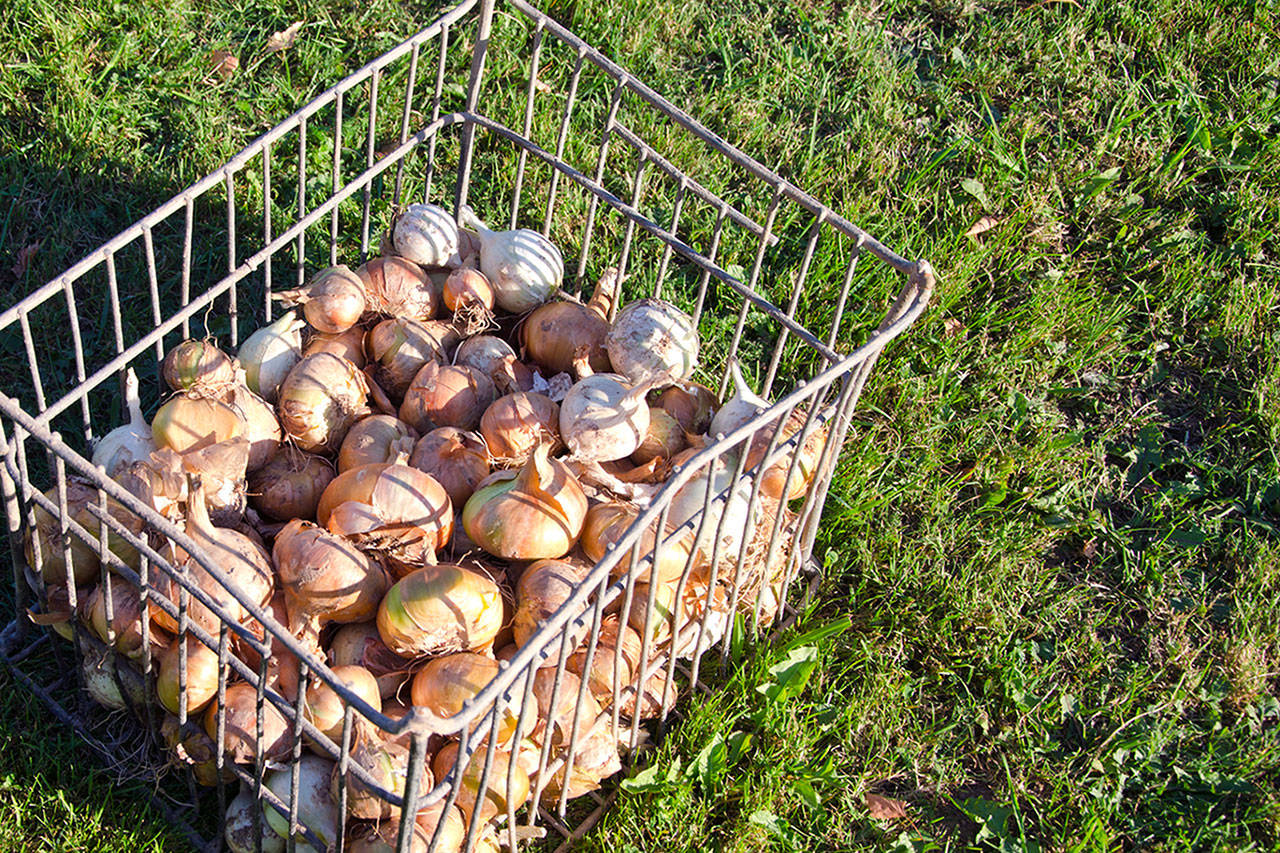 Acusan a empresa de Spokane por acoso sexual a trabajadores agrícolas