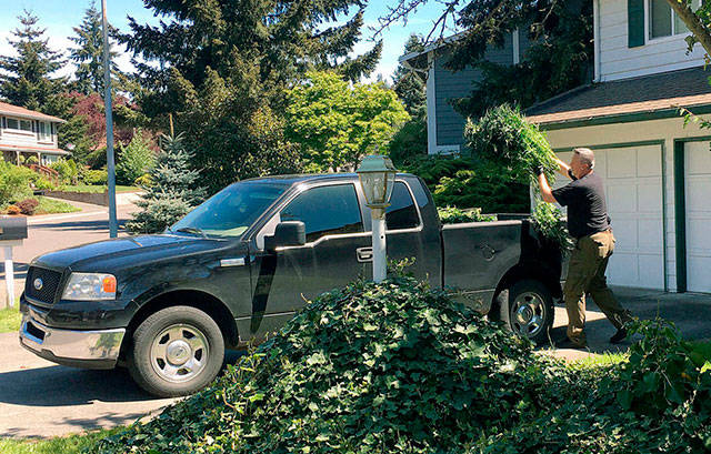 Detienen a dos sospechosos que cultivaban 756 plantas de marihuana en Federal Way