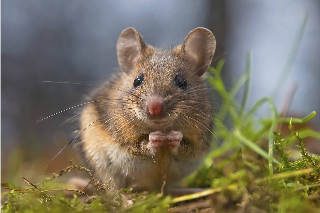 Cinco casos de hantavirus confirmados en nuestro estado