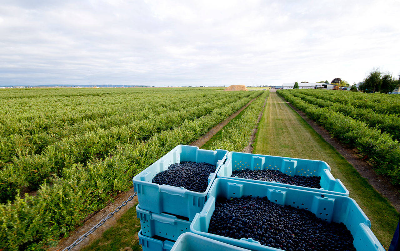 Protestas por muerte trabajador agrícola en Sumas, Washington