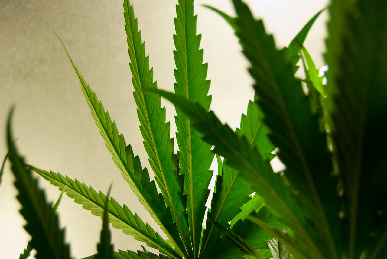 Policía de Federal Way incauta 865 plantas de marihuana y arresta a dos mujeres