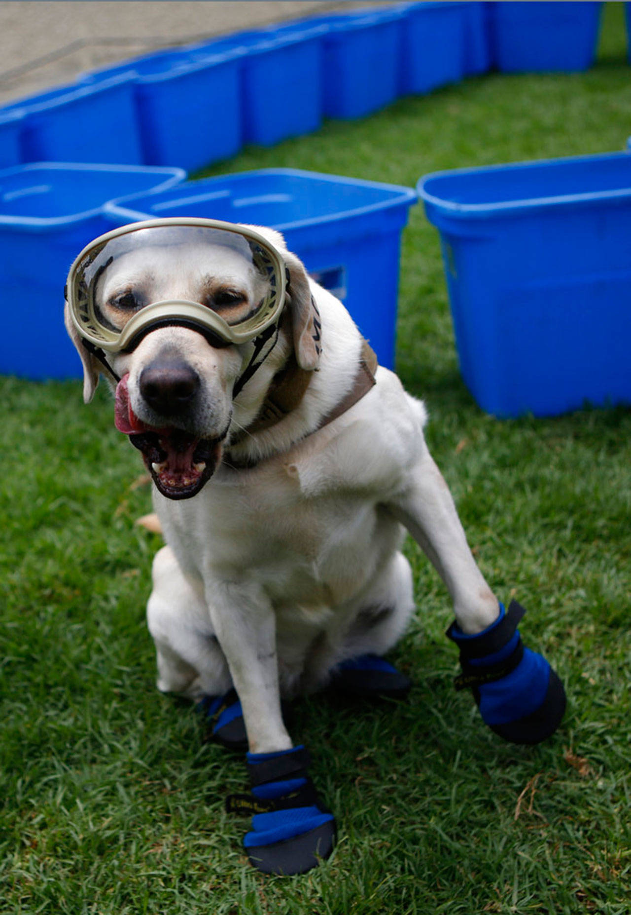 (AP Foto/Rebecca Blackwell)