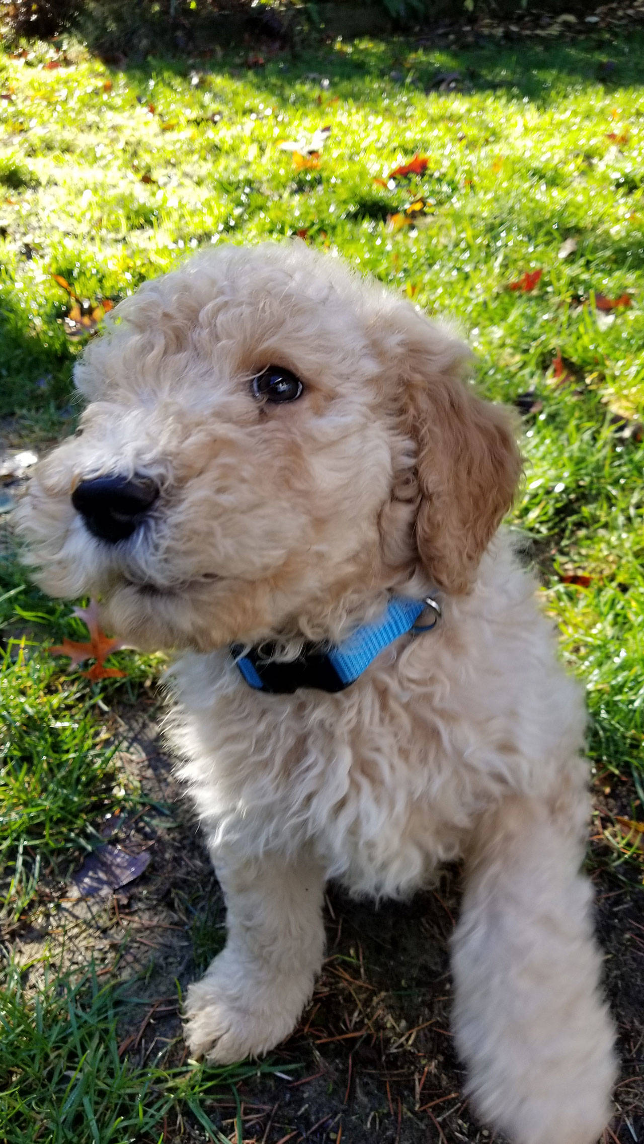 Esta navidad no regale huesos a su perro