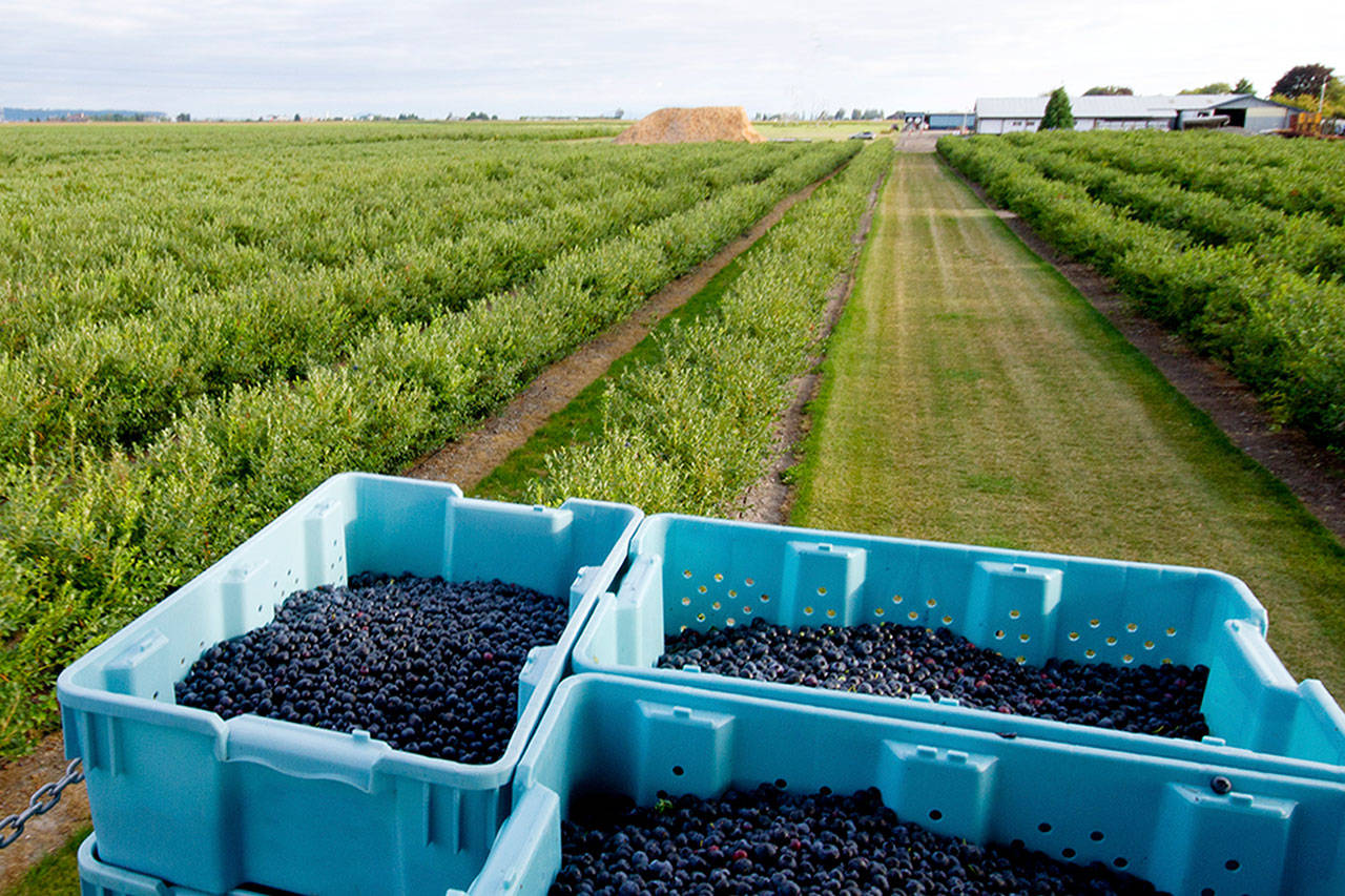 Trabajadores agrícolas presentan demanda contra Munger Brothers y Sarbanand Farms por amenazas, intimidación y violación de leyes