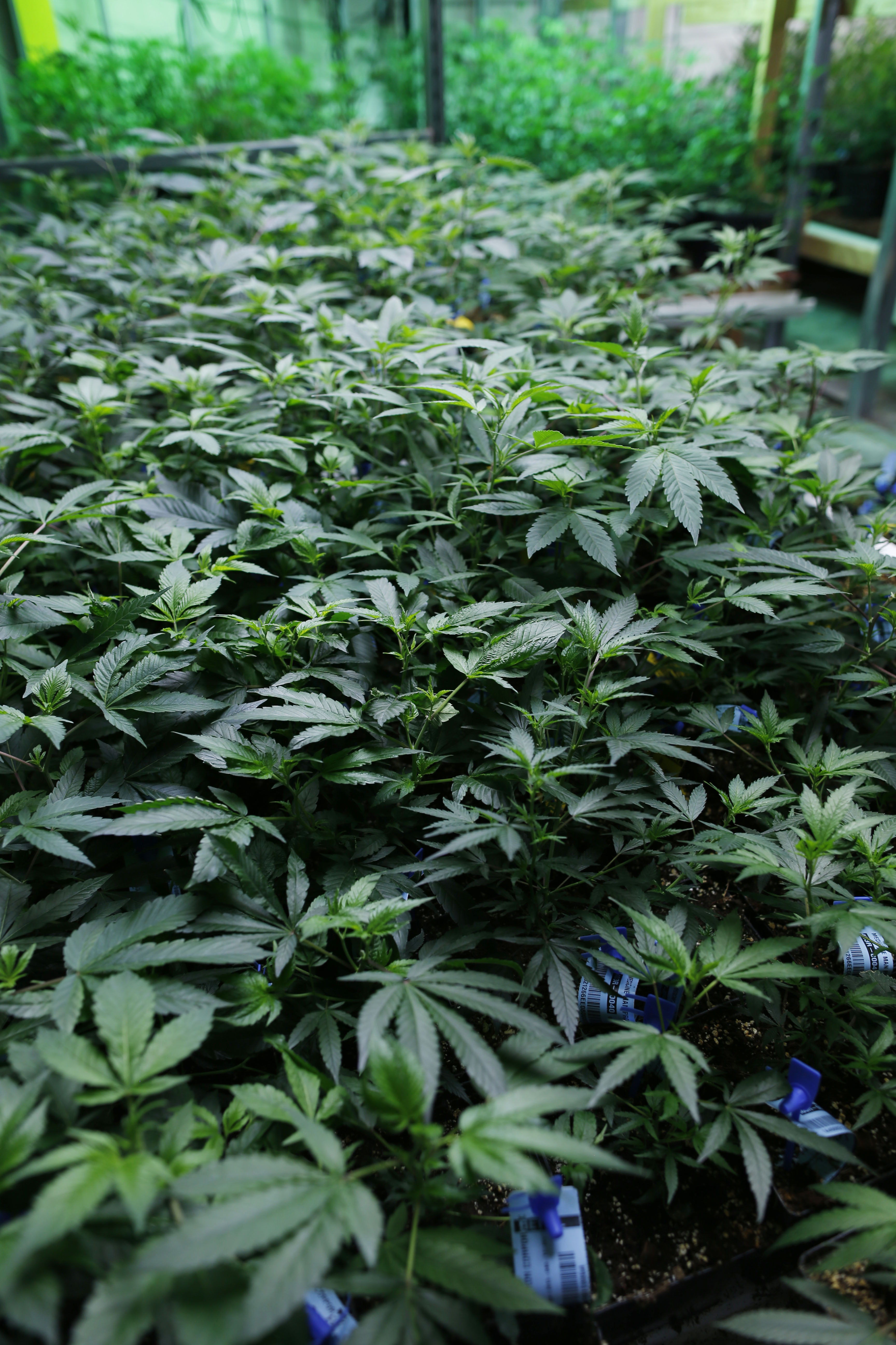 Puerto Rico Rechazan el fumar marihuana con fines m&eacute;dicos