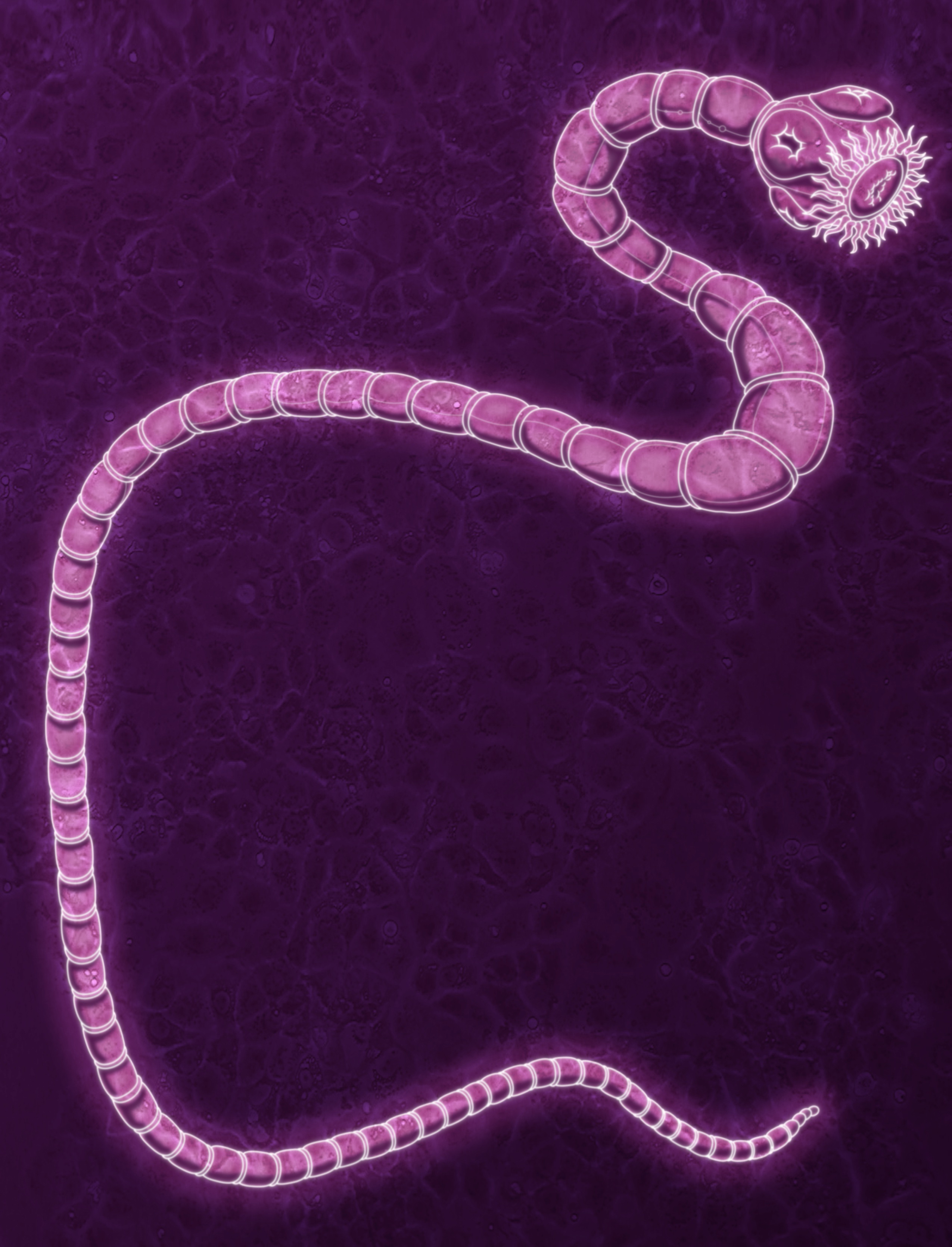 Adios a los parasitos