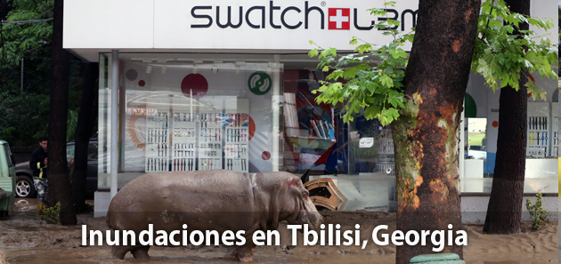 Tigres, osos, leones y lobos  sueltos en las calles de Georgia