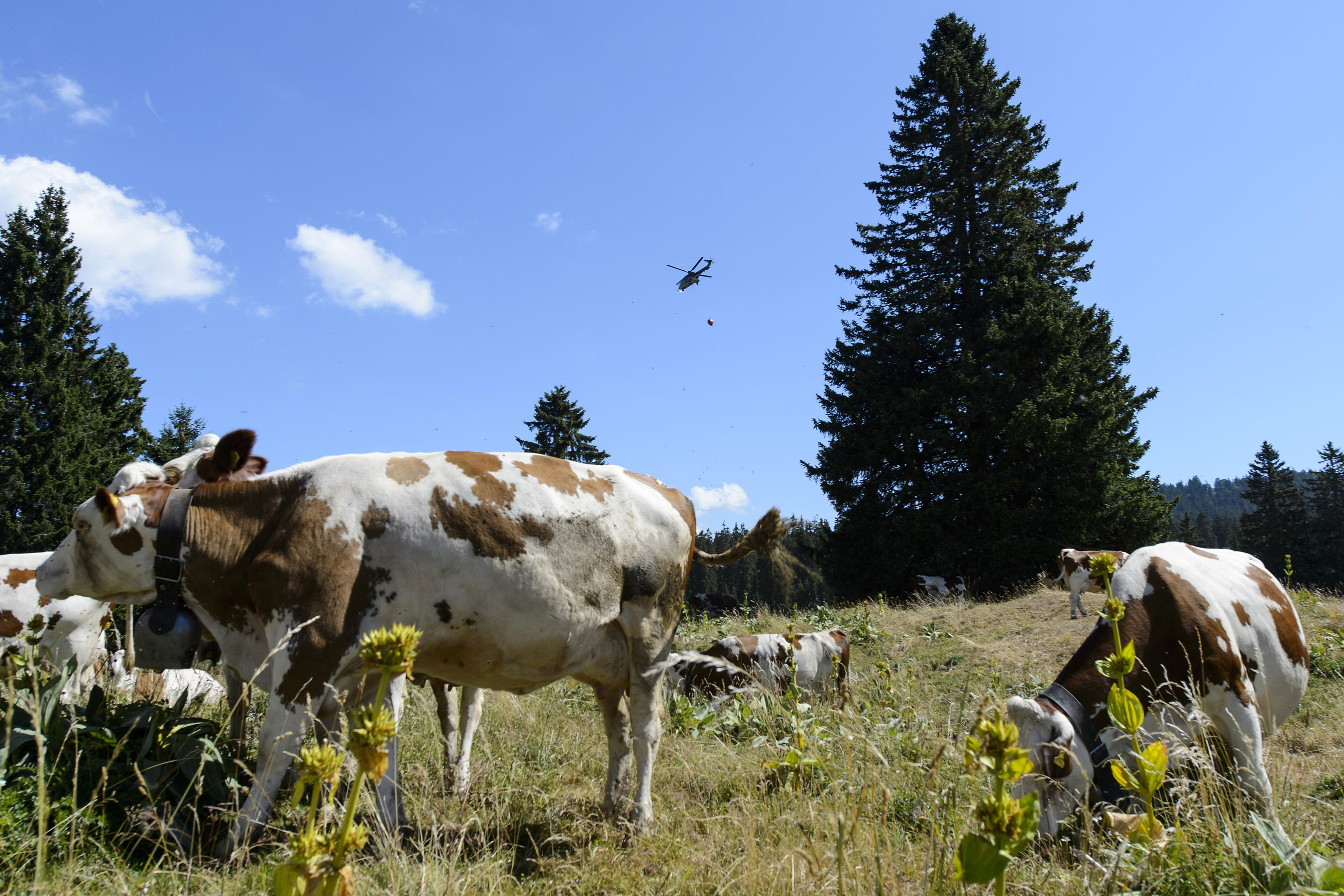 Ej&eacute;rcito suizo refresca a las  vacas durante ola de calor