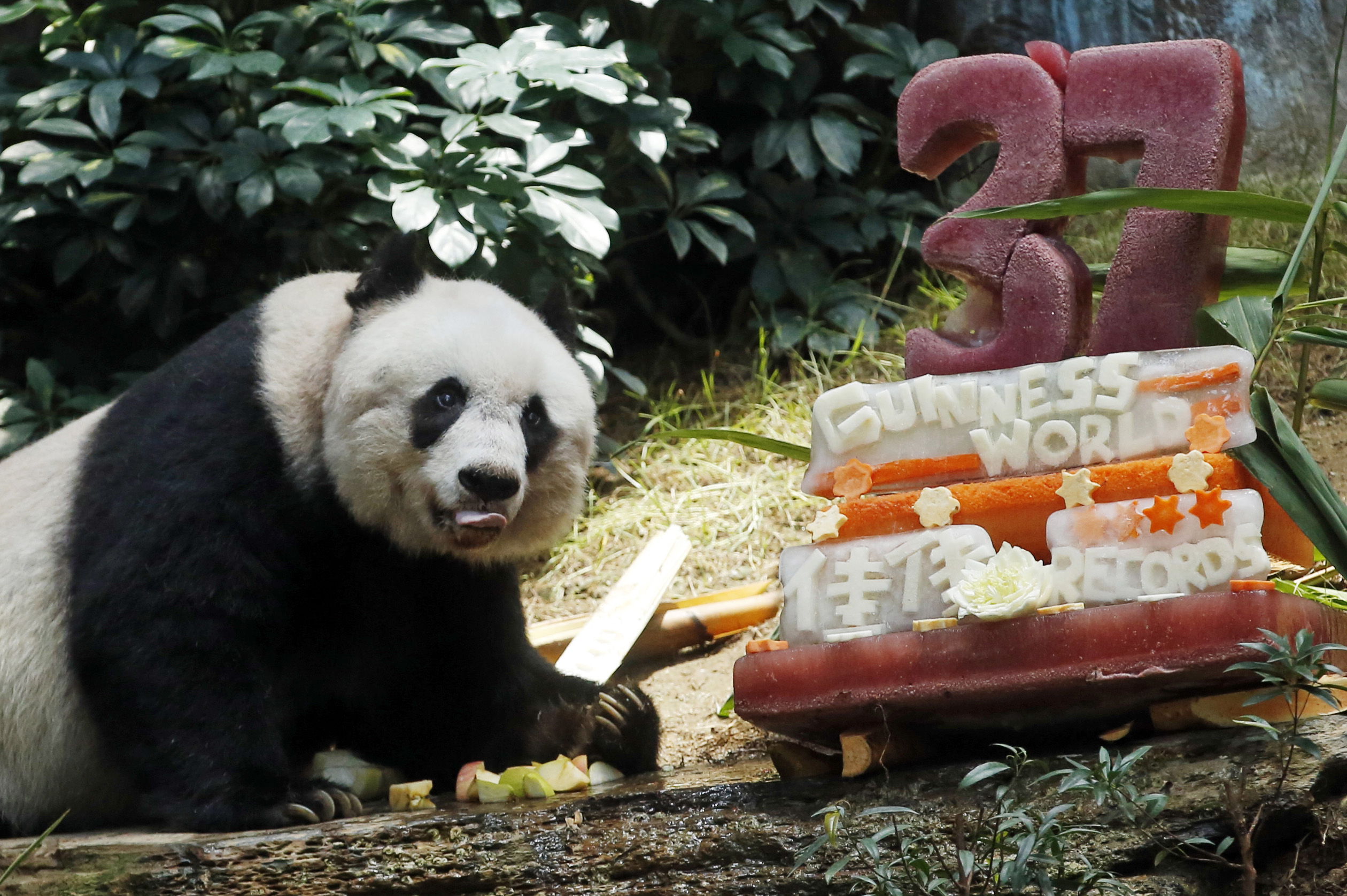Panda más vieja del mundo cumple 37 con tarta vegetal, bambú