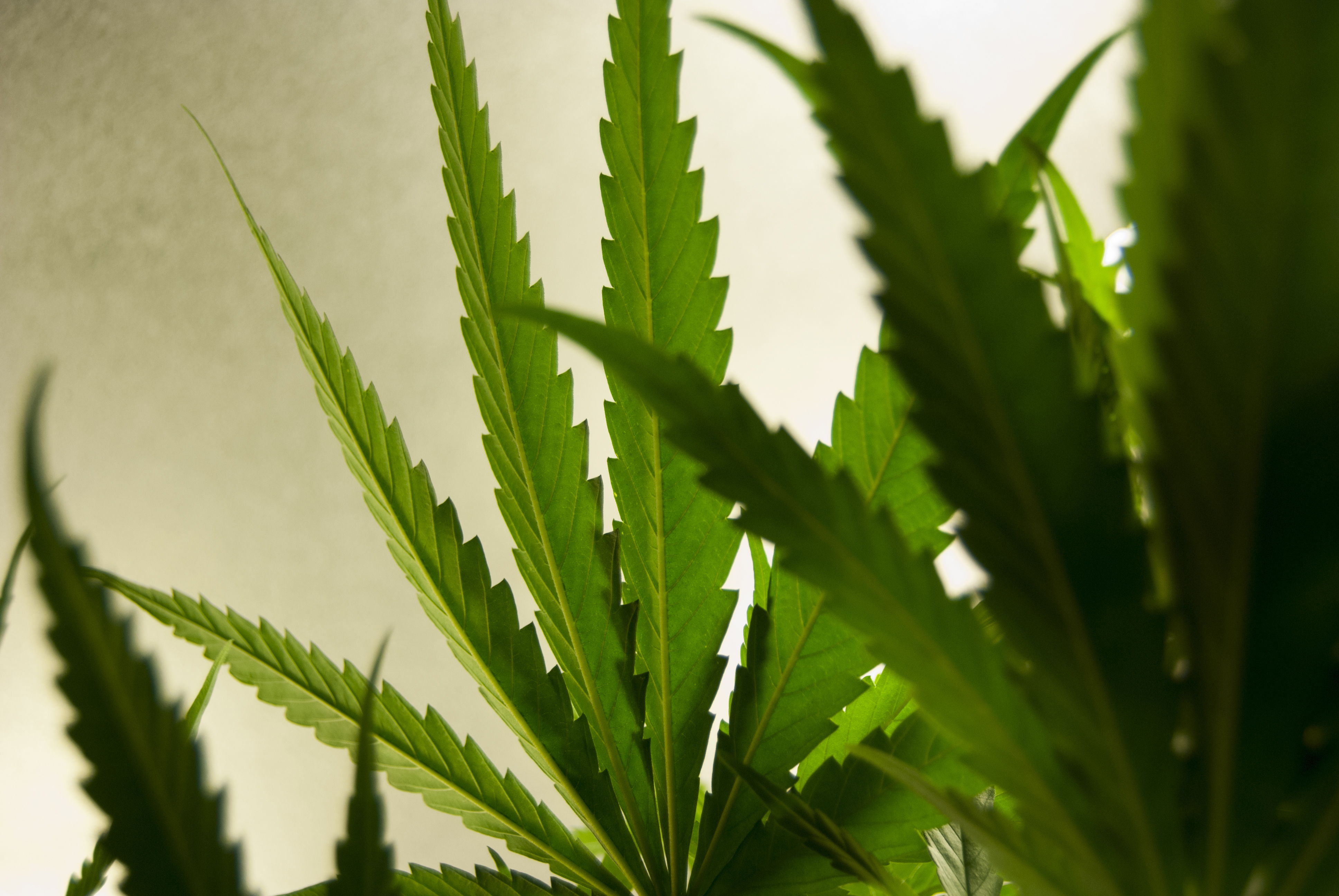 Aspirante a embajador en EU muestra  empat&iacute;a por legalizaci&oacute;n de drogas