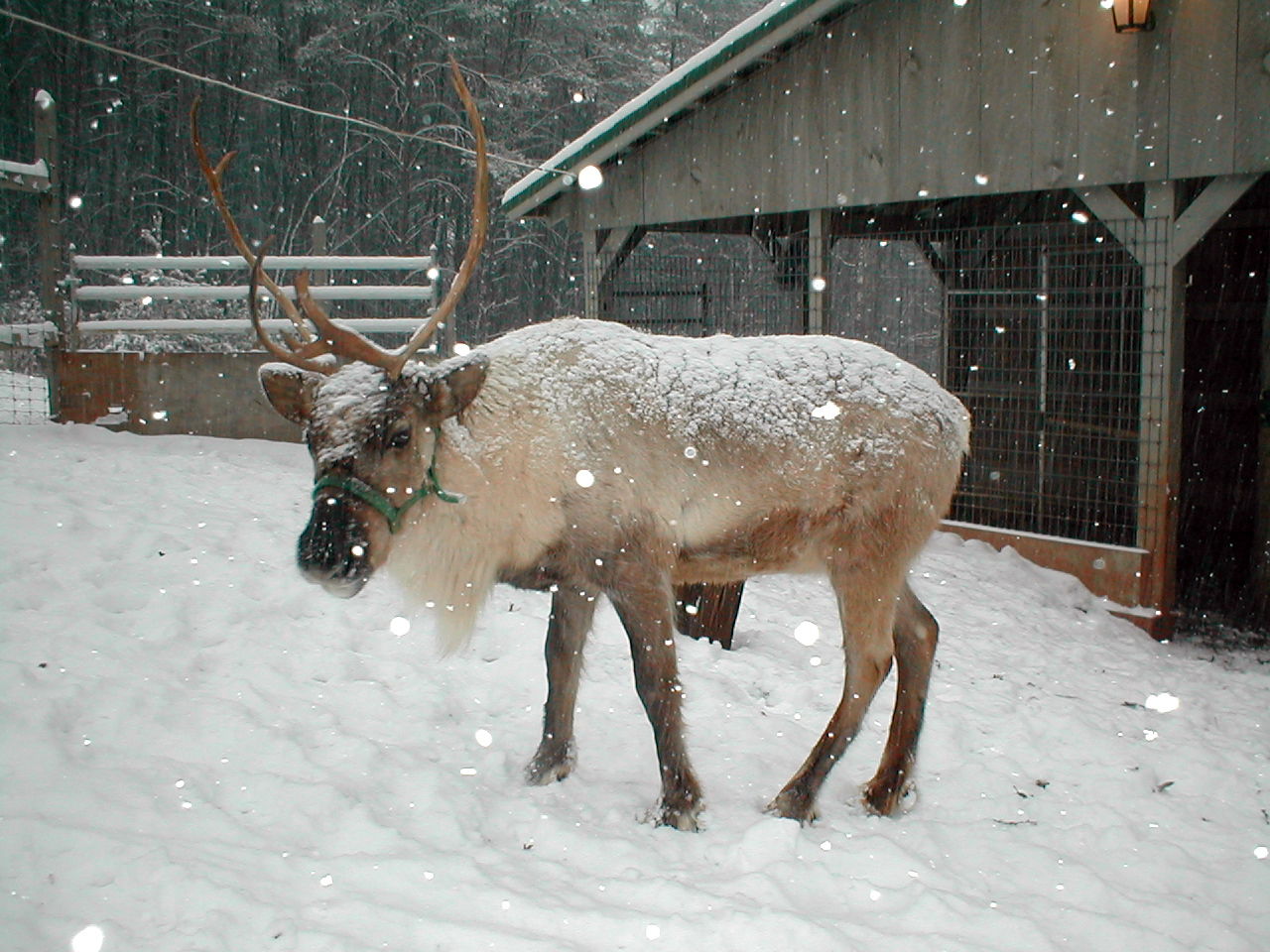 Temporada navide&ntilde;a: demanda  de animales para pesebres