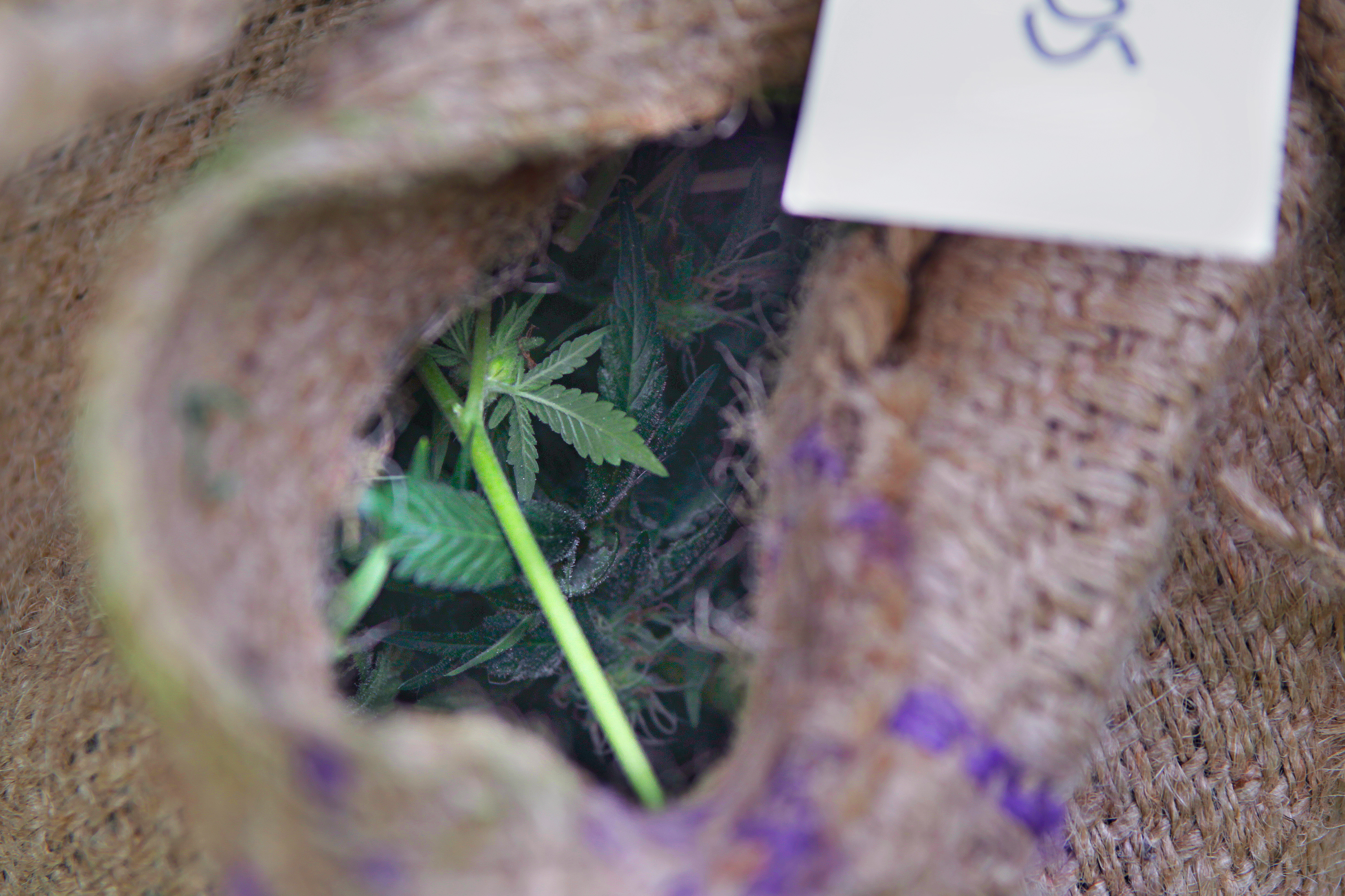 Empleado del Centro Migratorio en Tacoma es acusado de traficar drogas