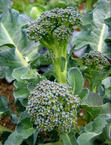 Promueven consumo de antioxidantes