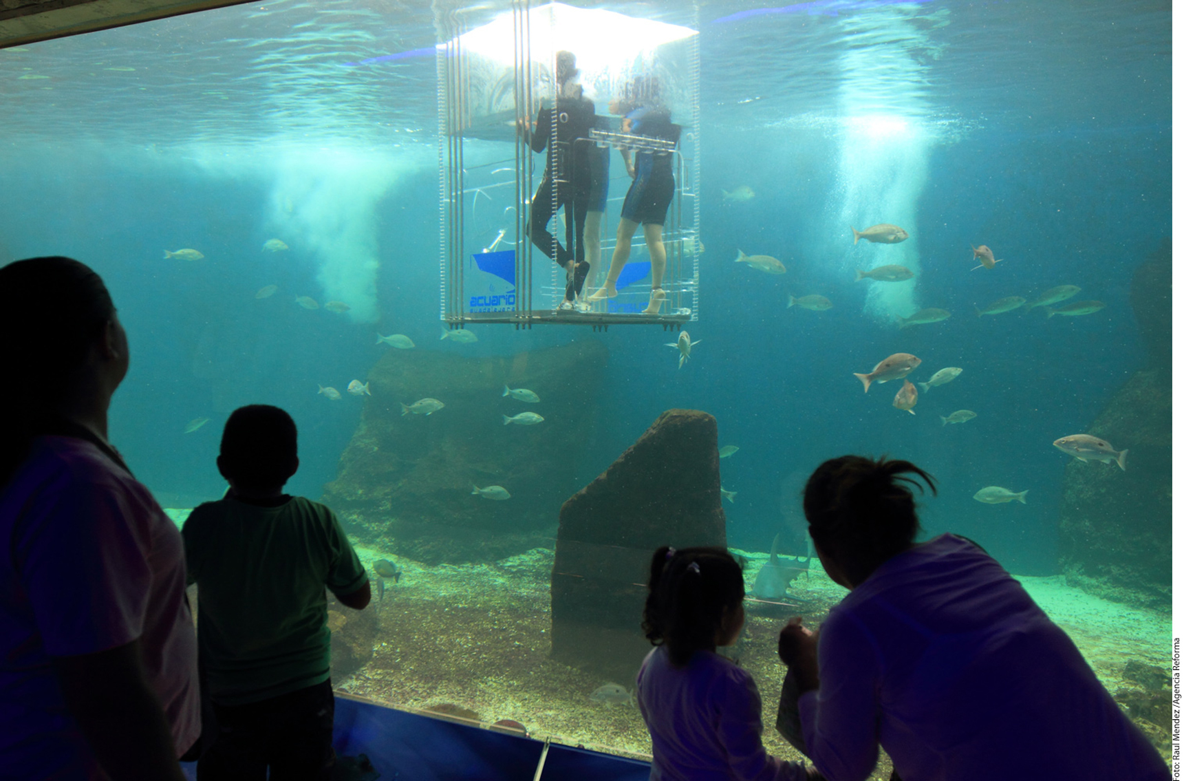 Ofrece Guadalajara atracci&oacute;n... con tiburones