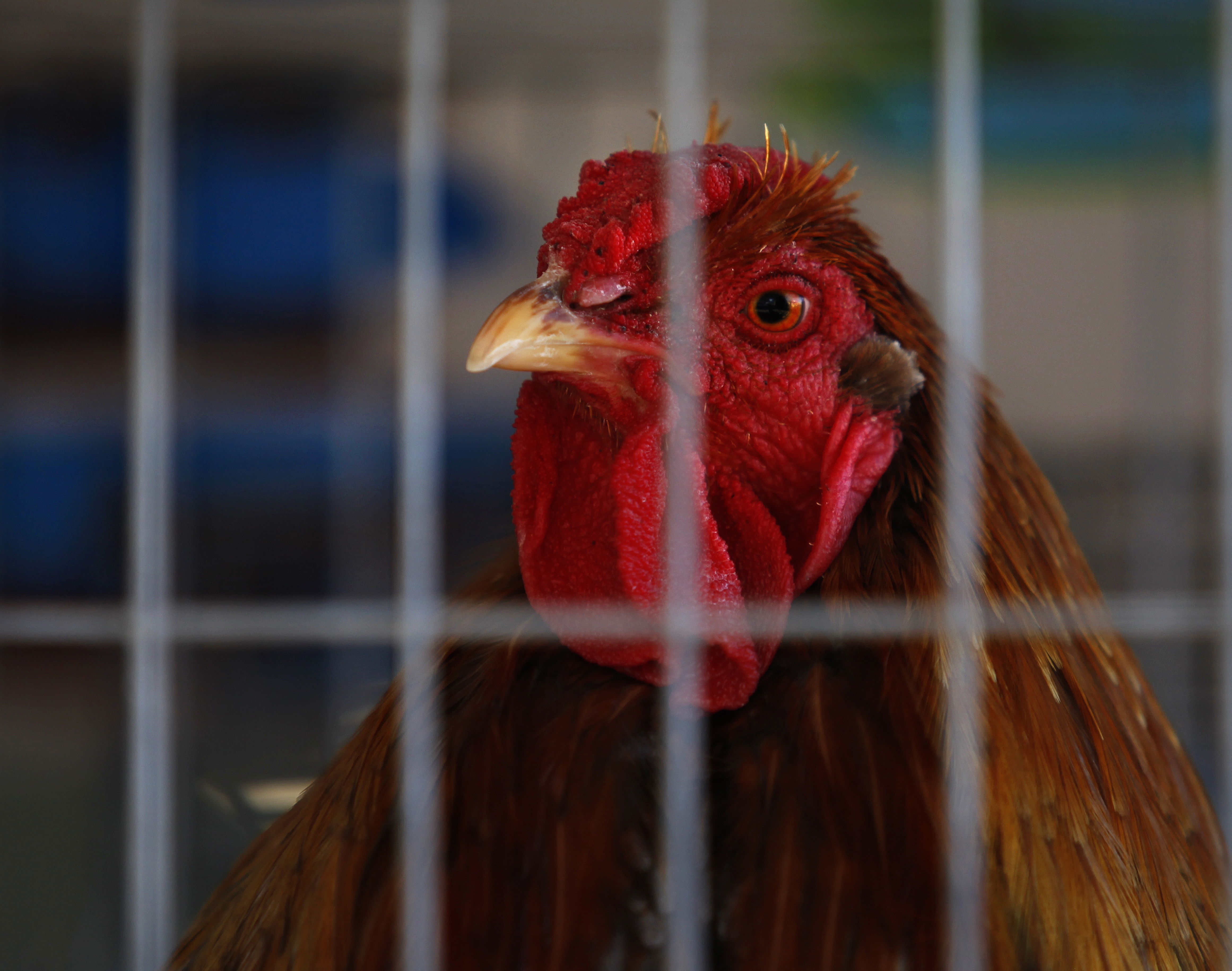 Sospechosos de pelea  de gallos ante el juez