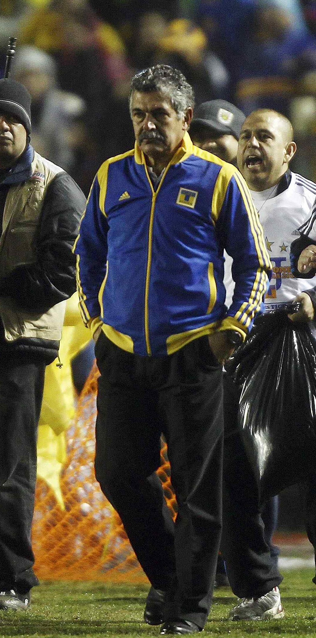 Hijo de puma tigrito