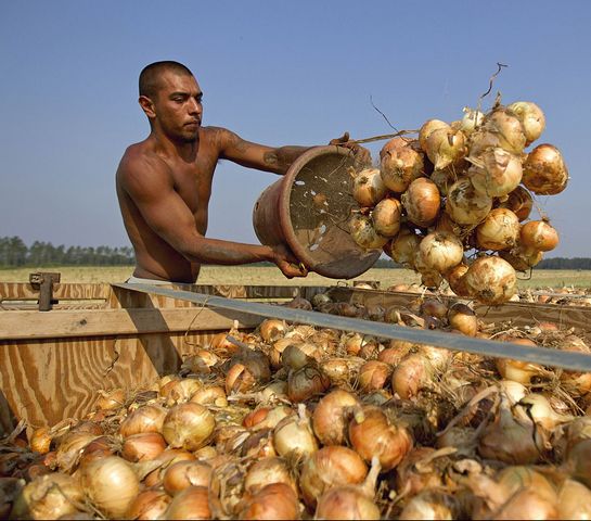 Agr&iacute;colas pierden mano de obra
