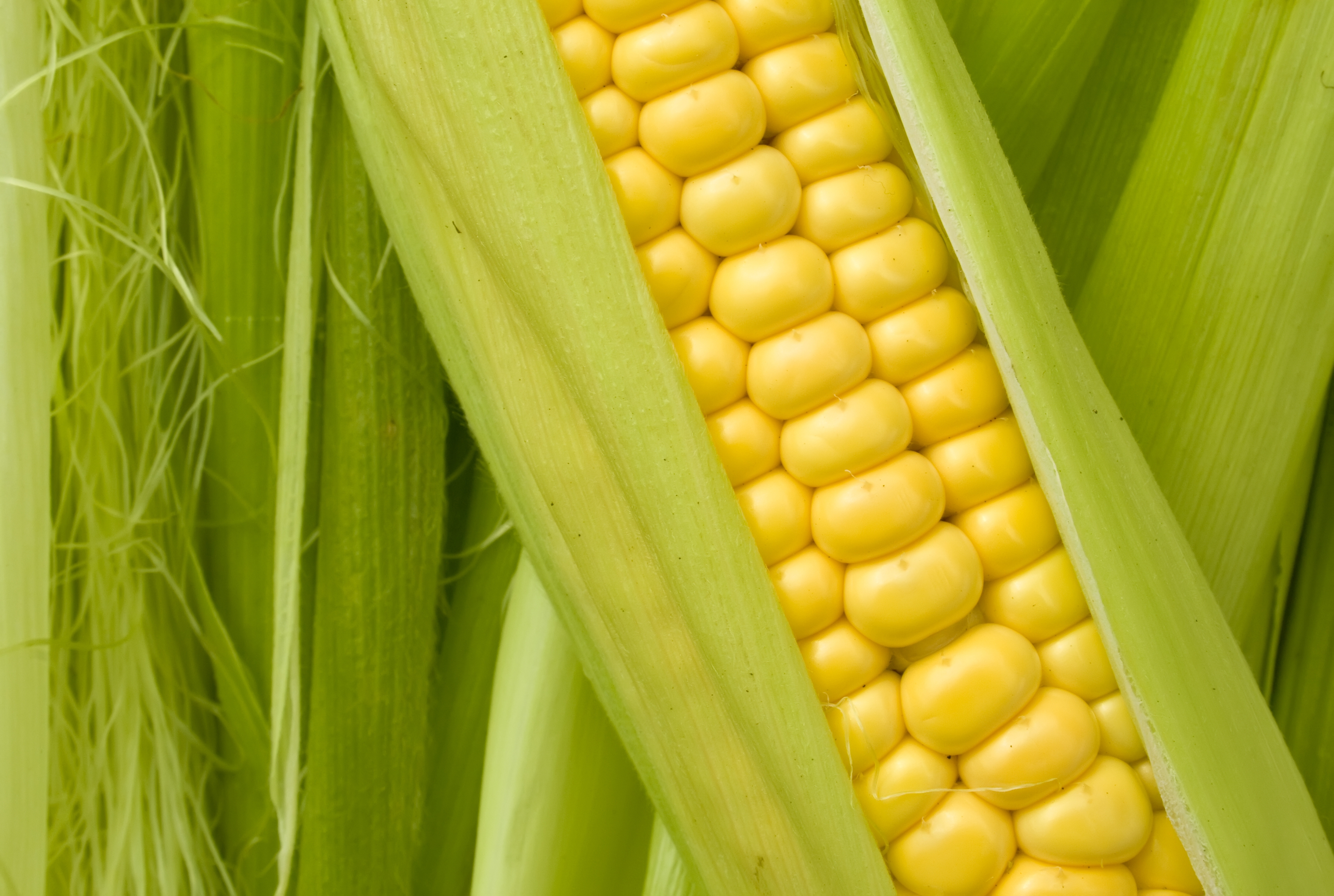 Mexicano  hasta la mazorca