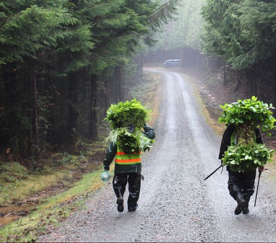 Controversia sobre el Servicio Forestal