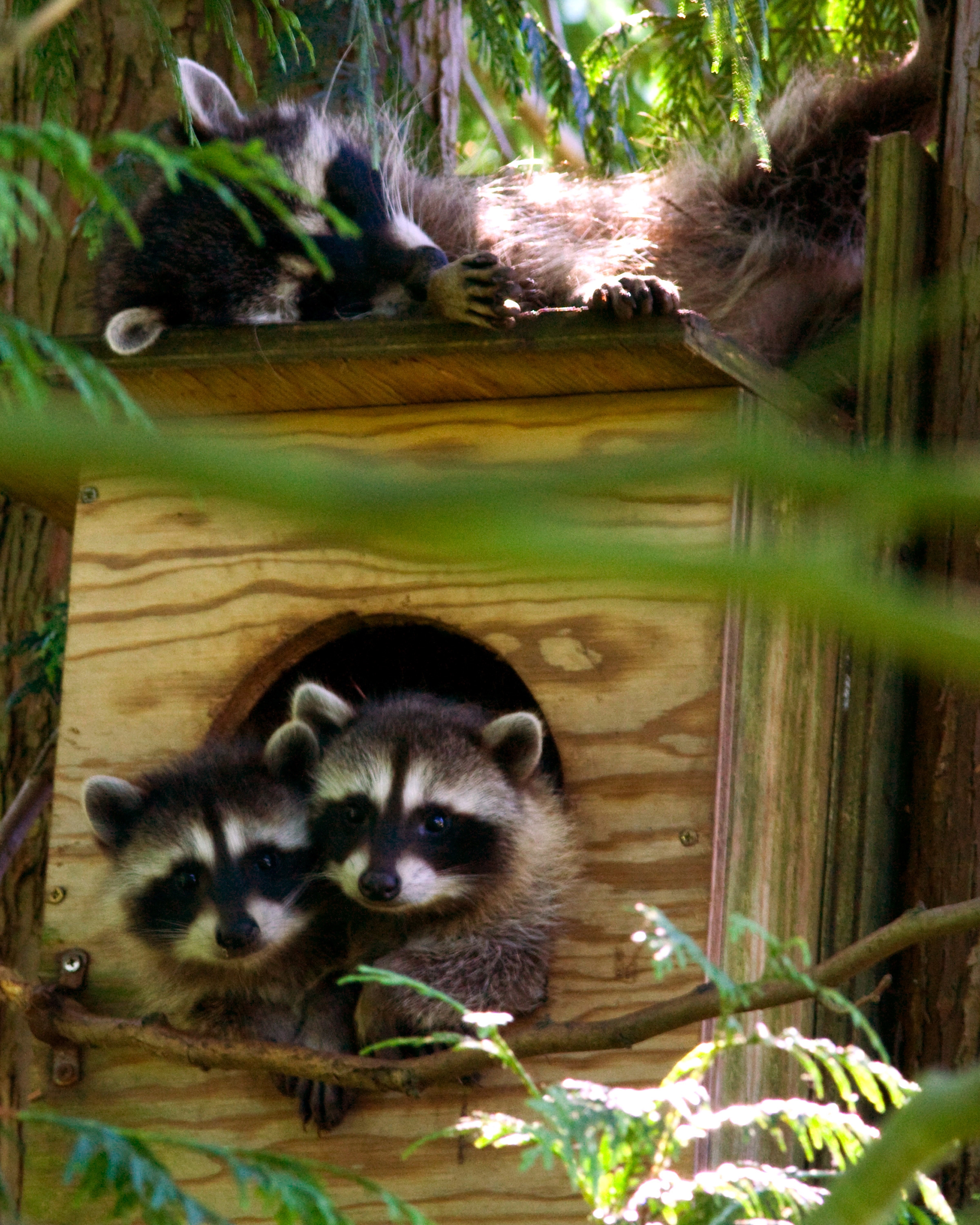 Mapaches persiguen y atacan a mujer en Lakewood