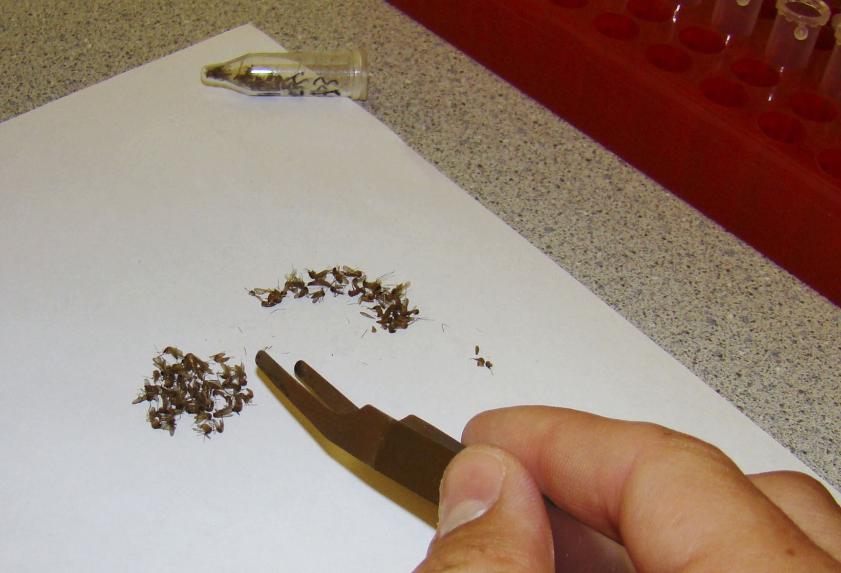 Planean combatir dengue con mosquitos