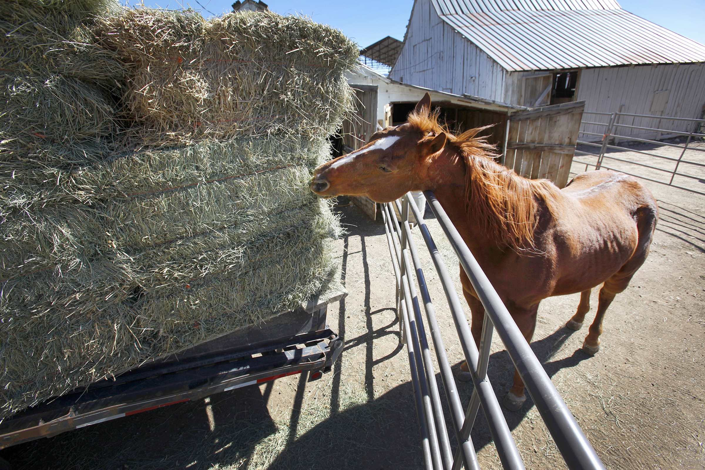 EEUU subasta caballos de finca de los Zetas