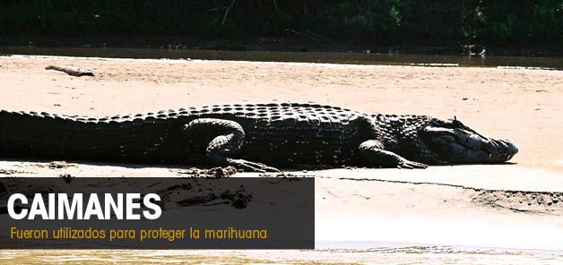 Caimanes fueron utilizados para proteger la marihuana