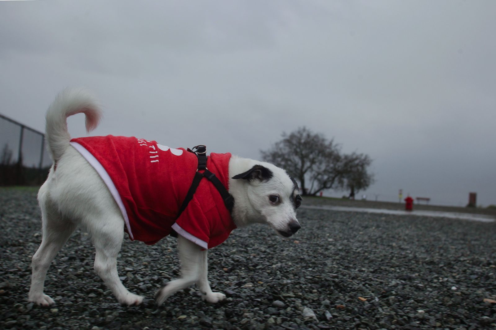 Peligro para los perros por brote de virus