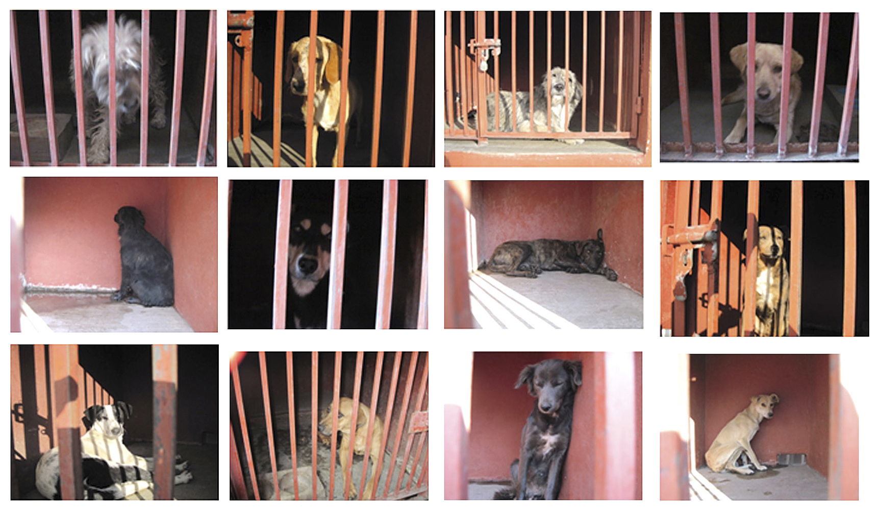 Perros salvajes matan a 4