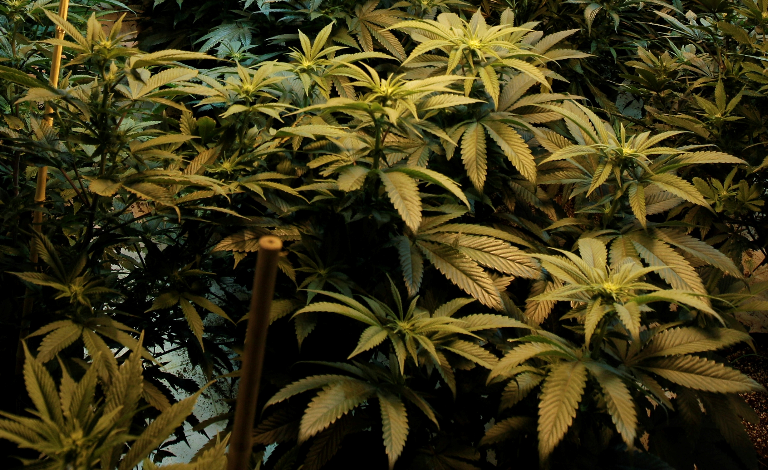 Buscan cambiar leyes sobre la marihuana