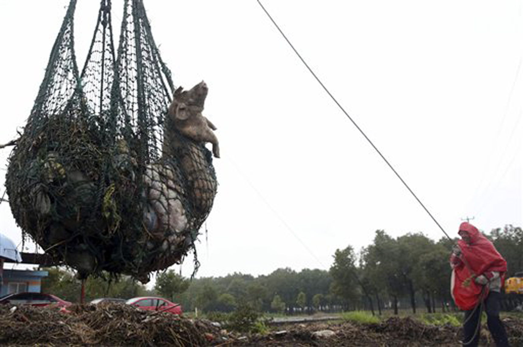 Aparecen 410 cerdos y 122  perros muertos en China
