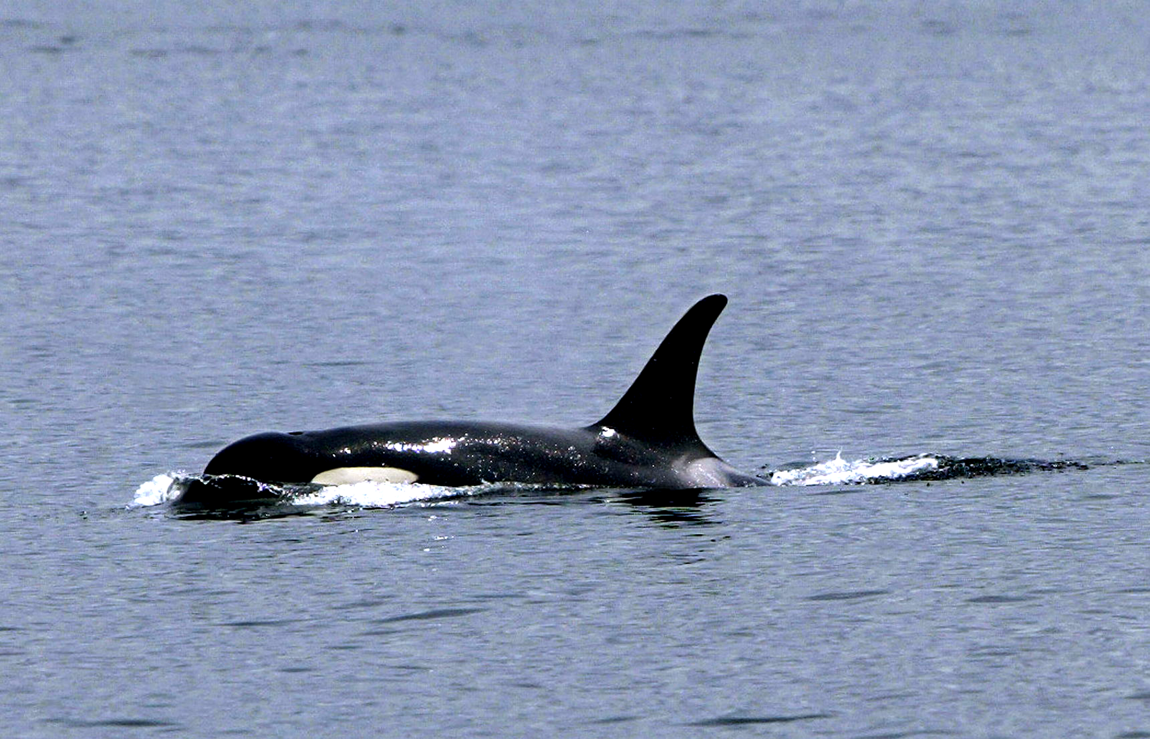 Hay variedad  de actividades