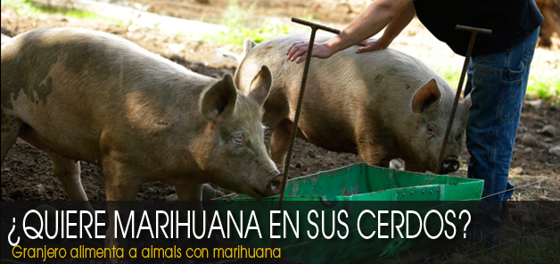 Granjero da marihuana a sus cerdos