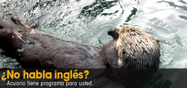 Acuario busca visitantes