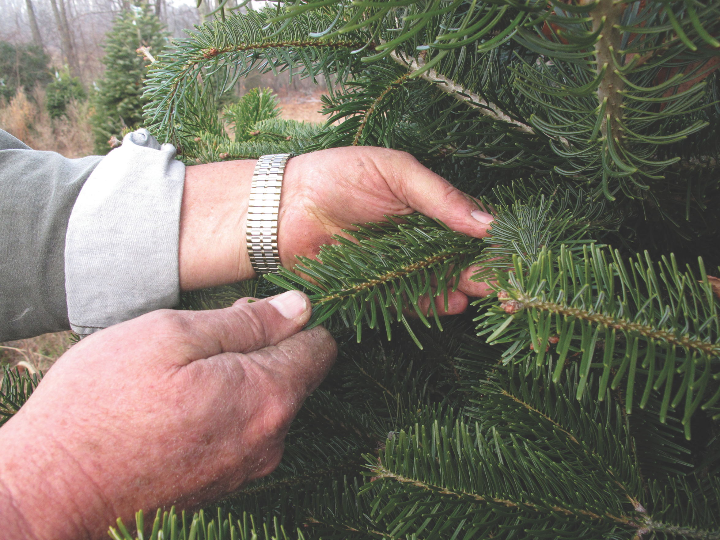 EEUU: Hongo amenaza abetos para árboles de Navidad