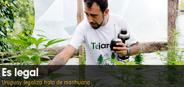 Legalizan la marihuana