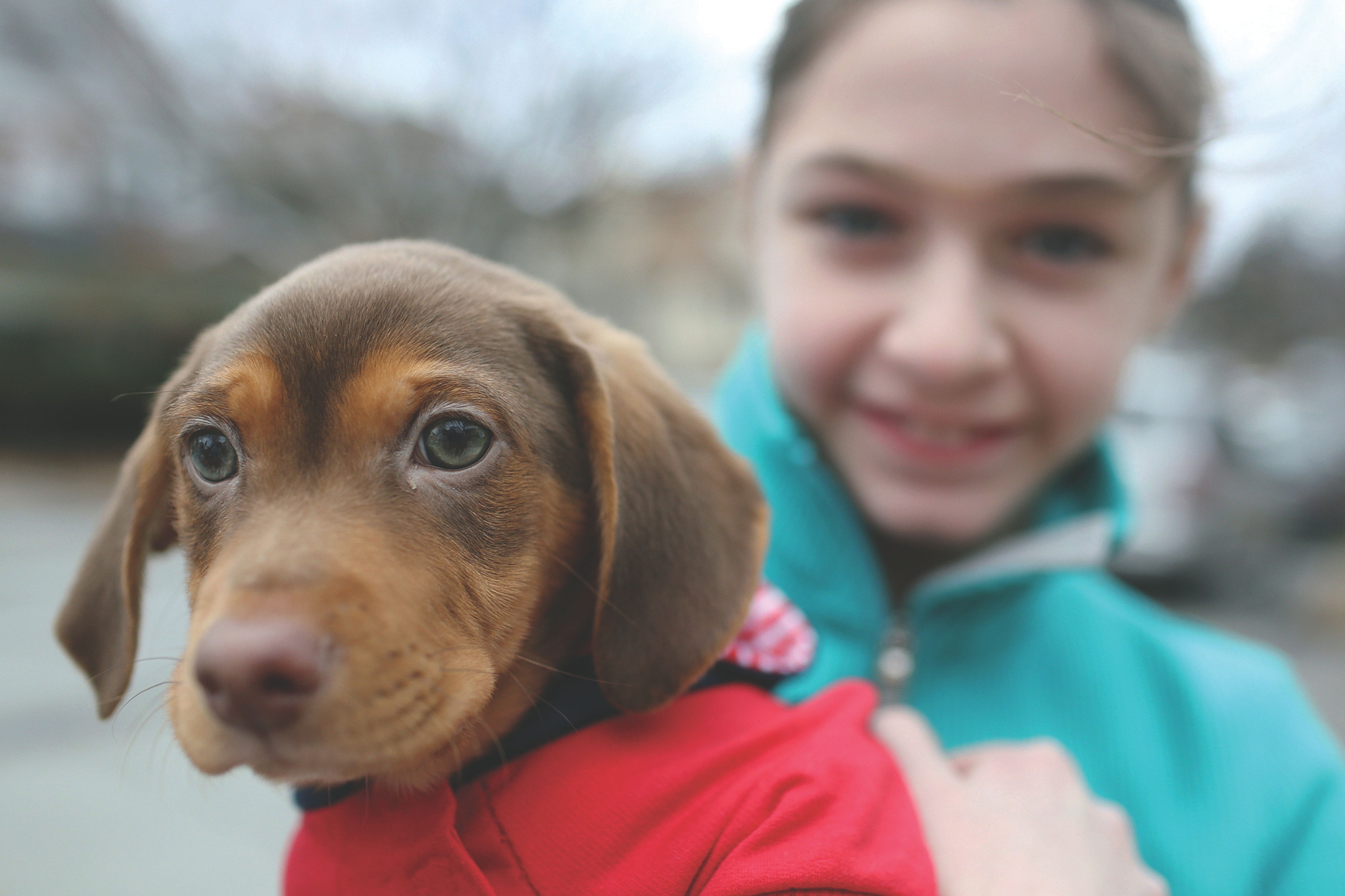 Perros  se comunican  con sus due&ntilde;os