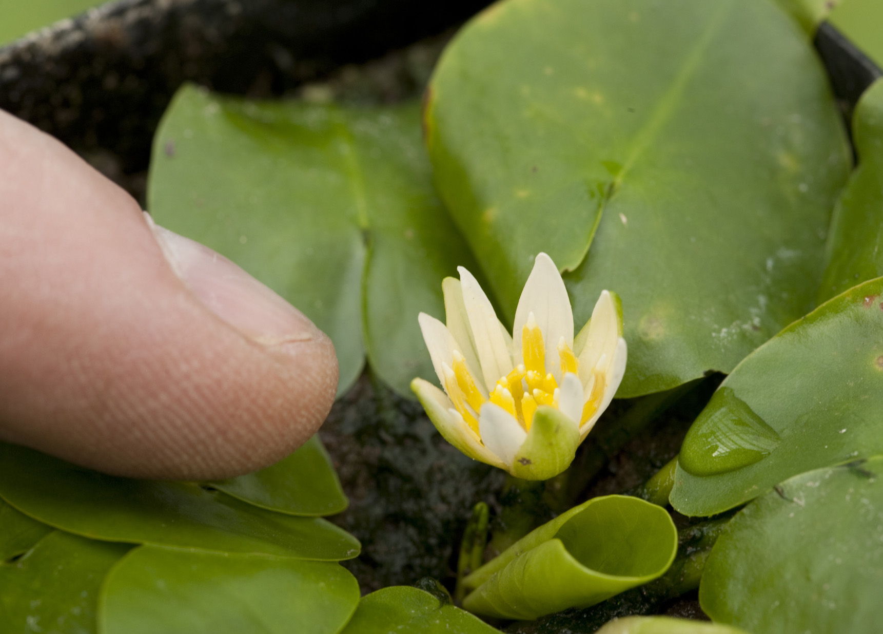 Roban flor casi extinguida de jard&iacute;n londinense