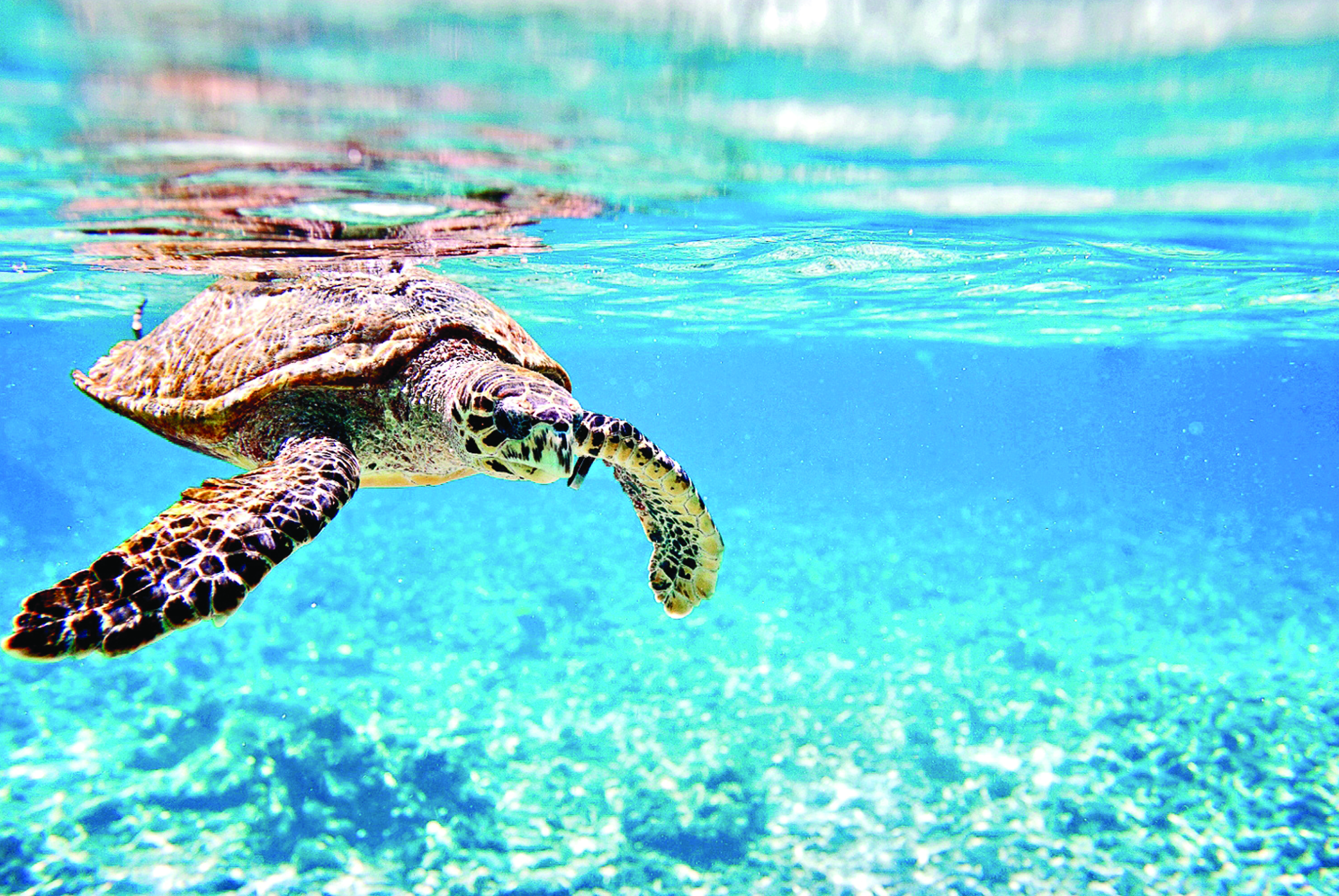 Arma tus vacaciones 'bara bara'