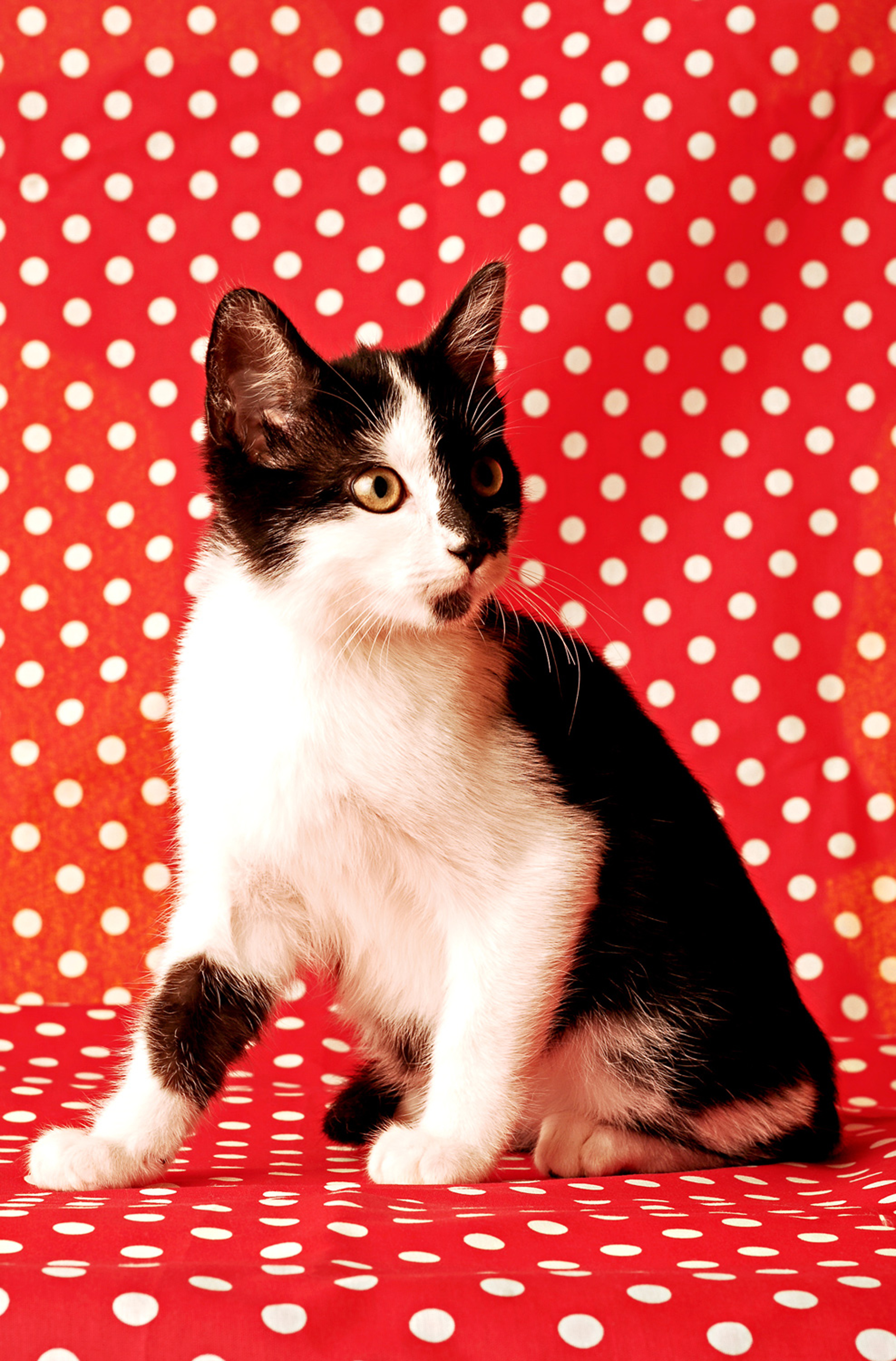 Apap&aacute;chalos en un ambiente limpio