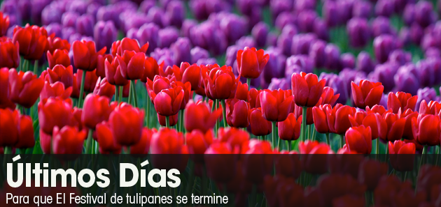 No se pierda el festival