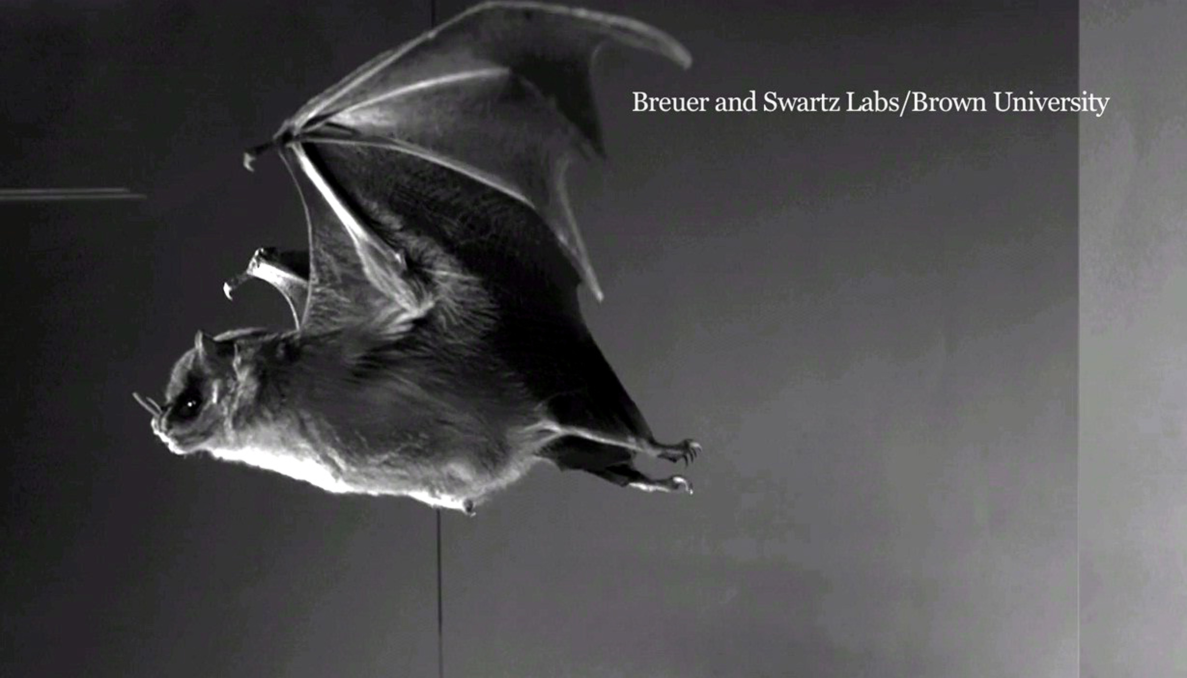 Imitan vuelo de murciélagos