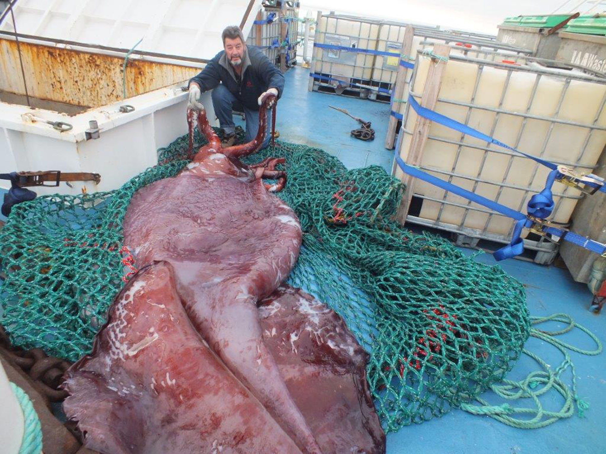Atrapan calamar gigante en mar antártico