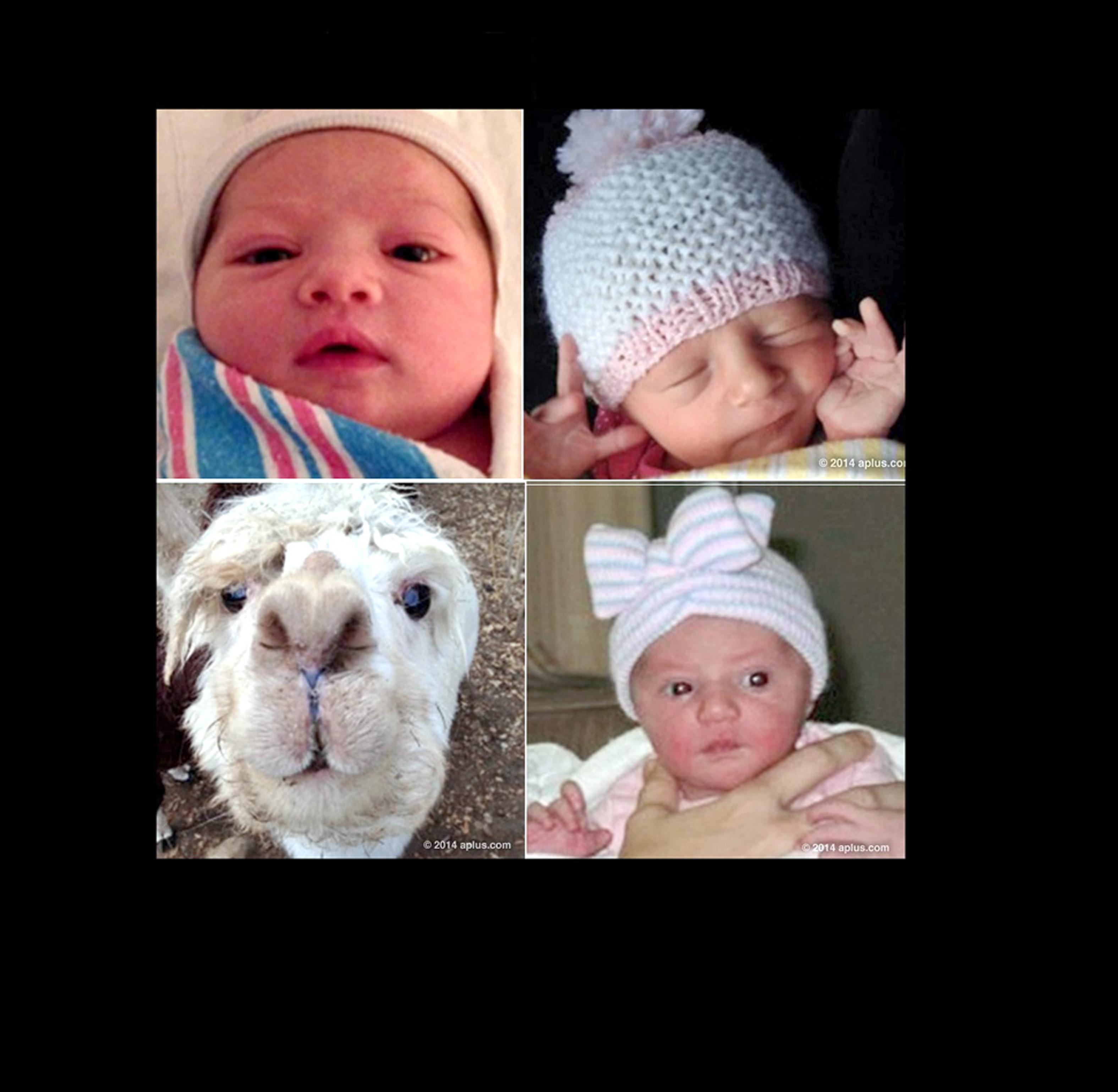 Nombran Wyatt Isabelle a hija de Kutcher