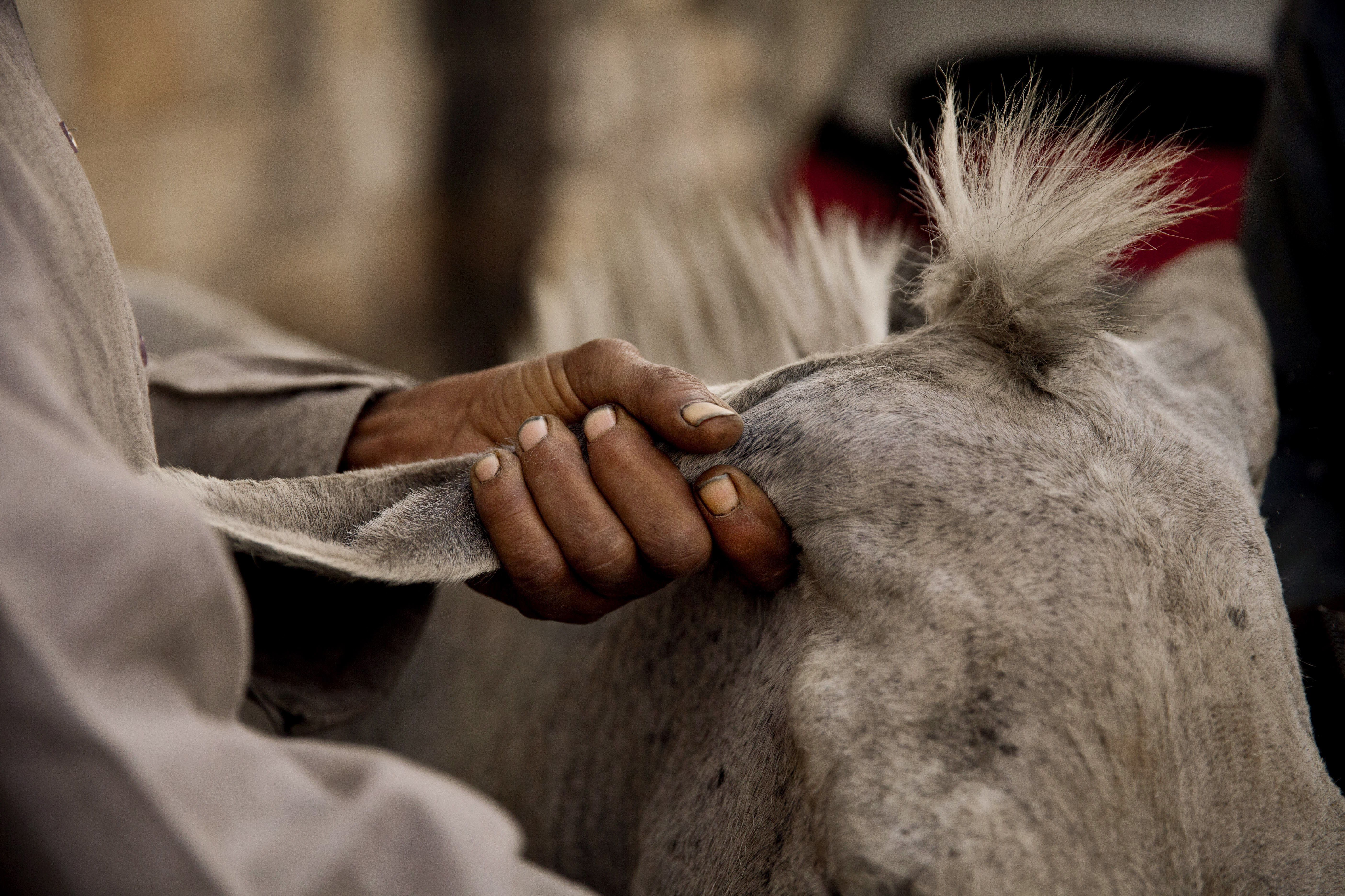 El peluquero de burros en El Cairo