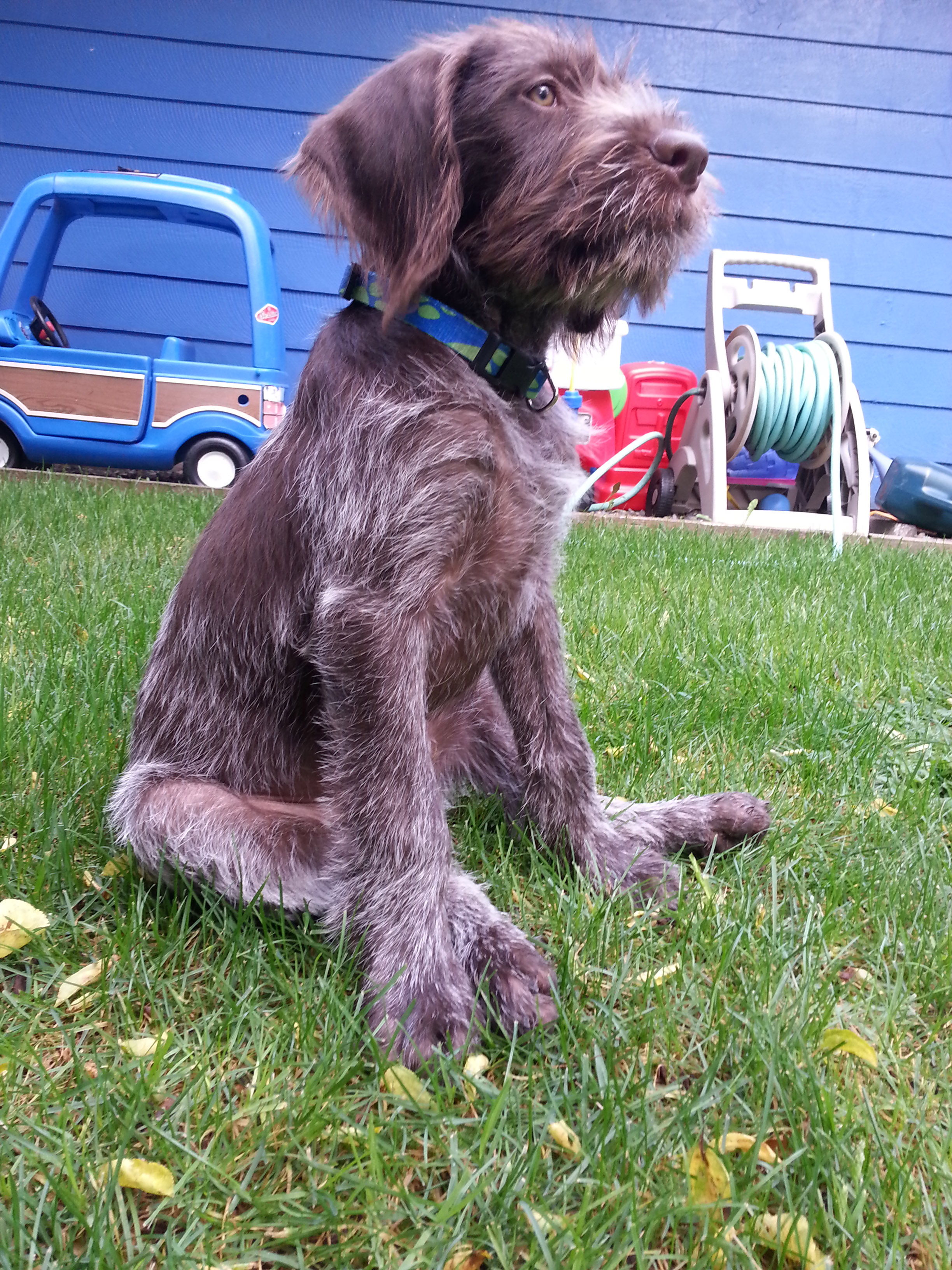 Caso de chinkungu&ntilde;a en Sonora