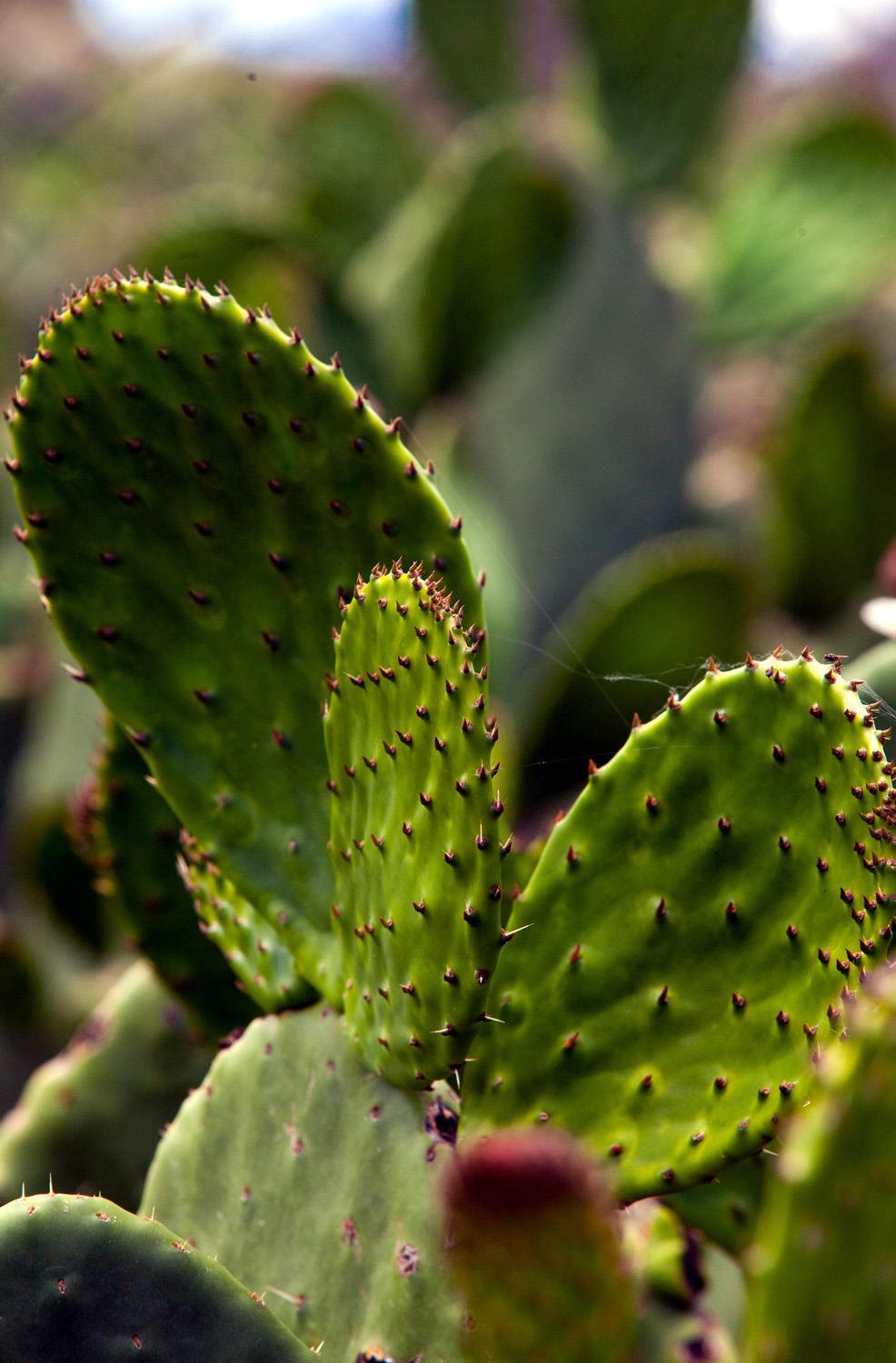 Combaten males con  Soya y Nopal
