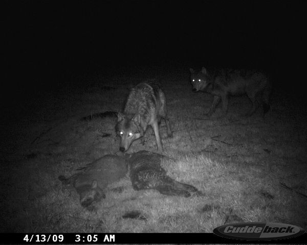 C&aacute;mara captura a lobos matando corderos en Oregon